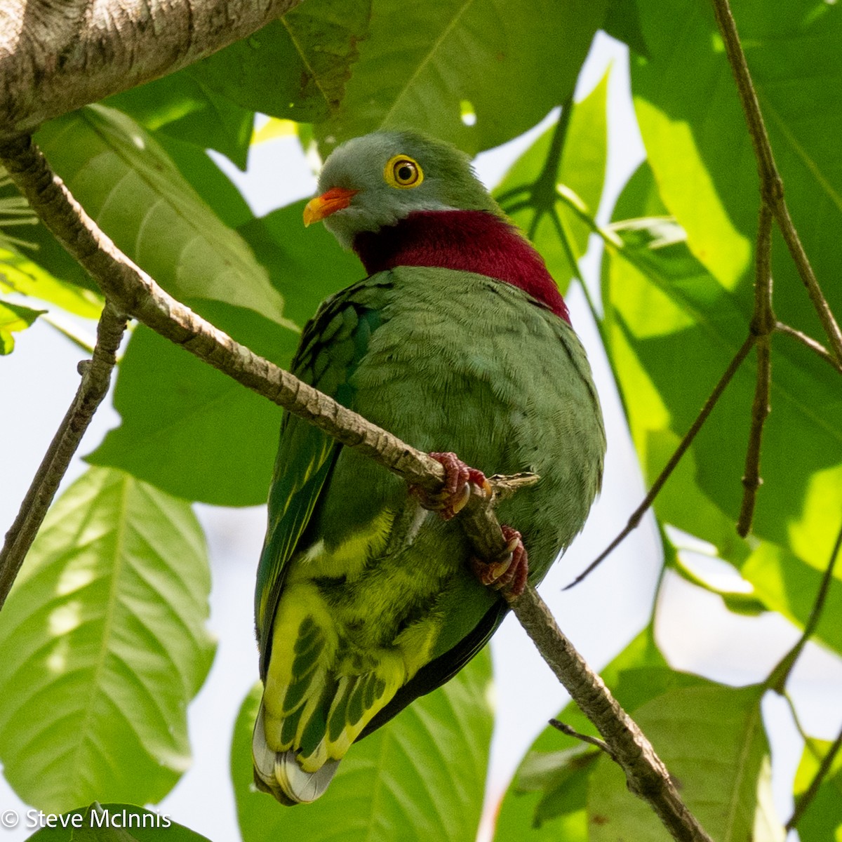 Ptilope turvert - ML646975410