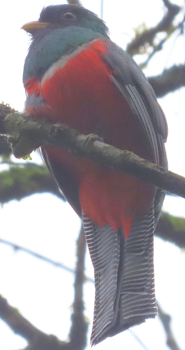 Collared Trogon - ML646975411
