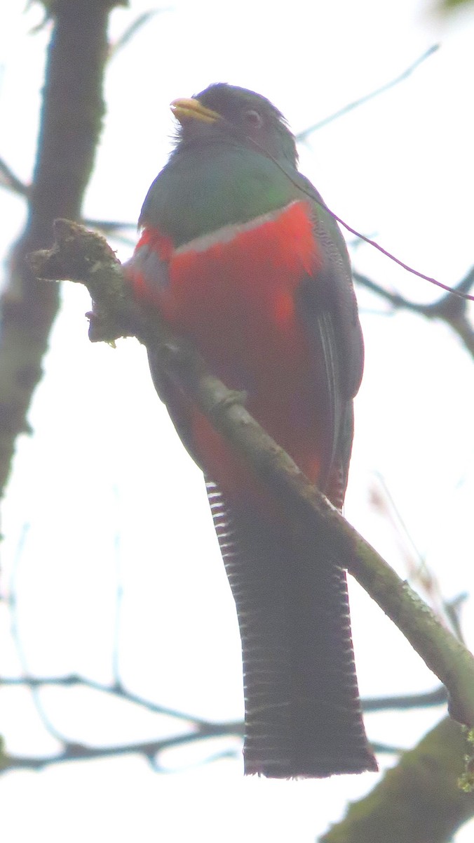Collared Trogon - ML646975412