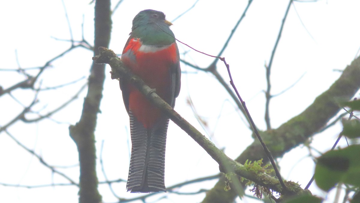 Collared Trogon - ML646975414
