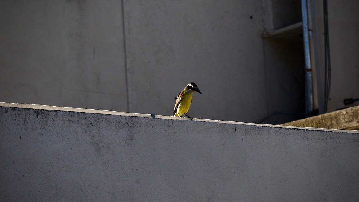 Great Kiskadee - ML646975417