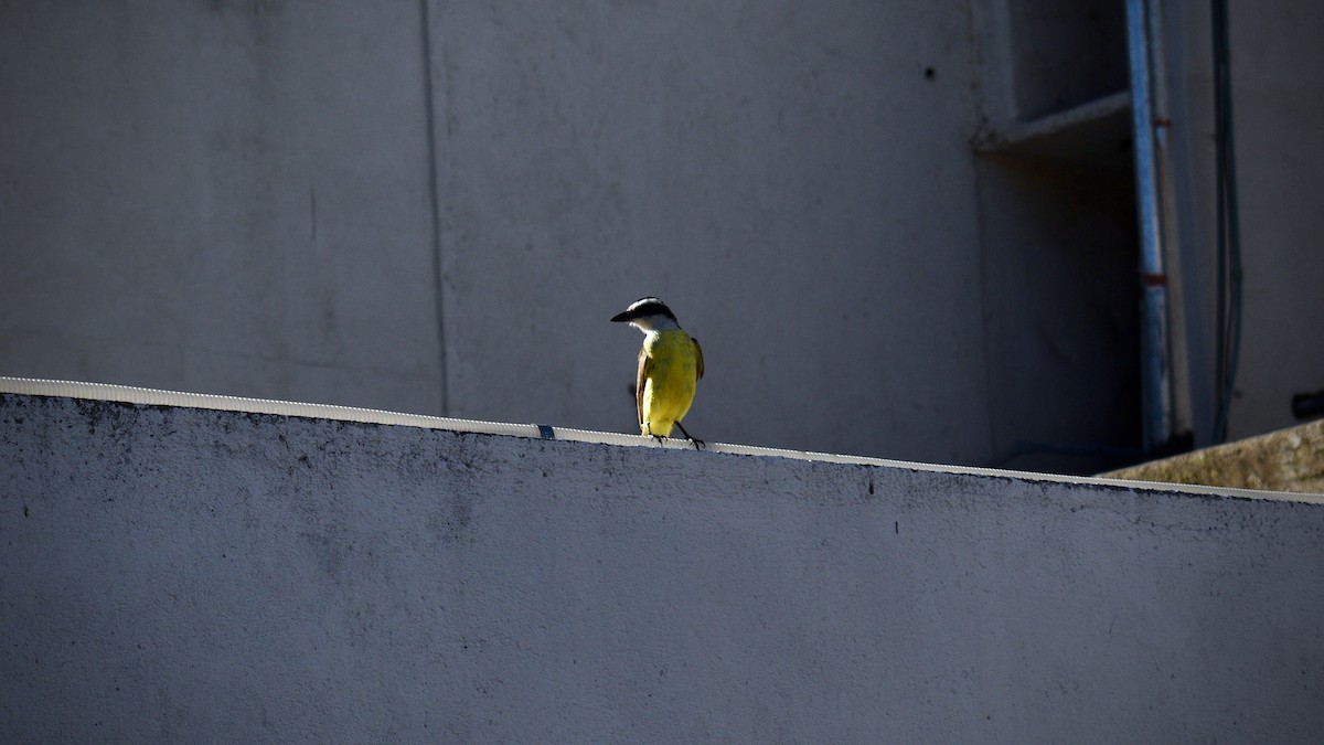 Great Kiskadee - ML646975418