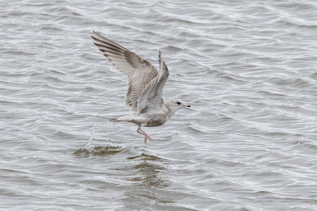 コカモメ - ML646975421