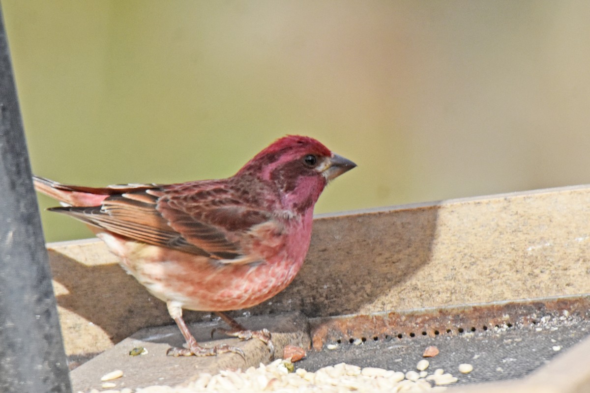 Purple Finch - ML646975422