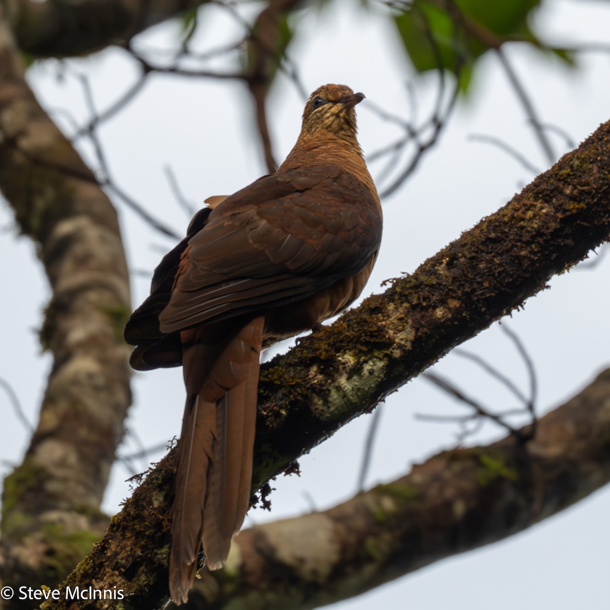 Amboyna Cuckoo-Dove - ML646975434
