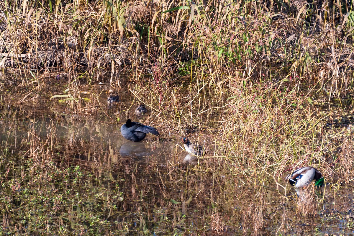 Eastern Spot-billed Duck - ML646975435