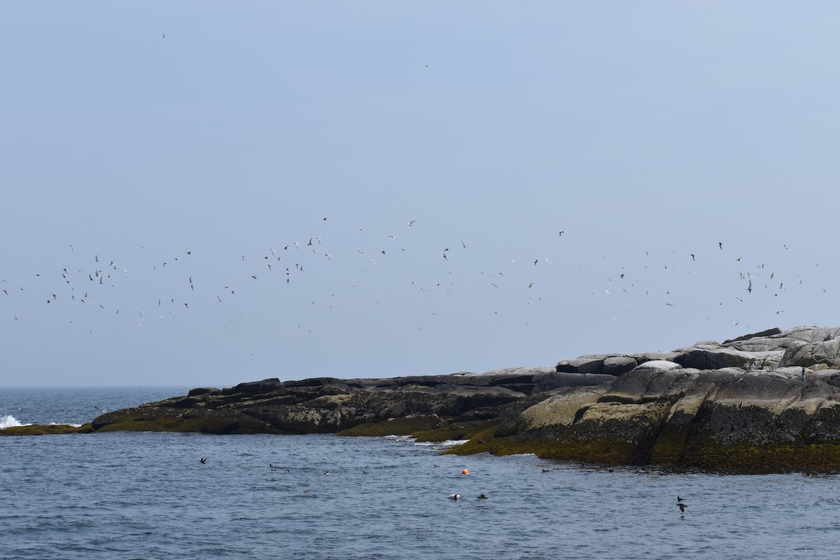Arctic Tern - ML646975440