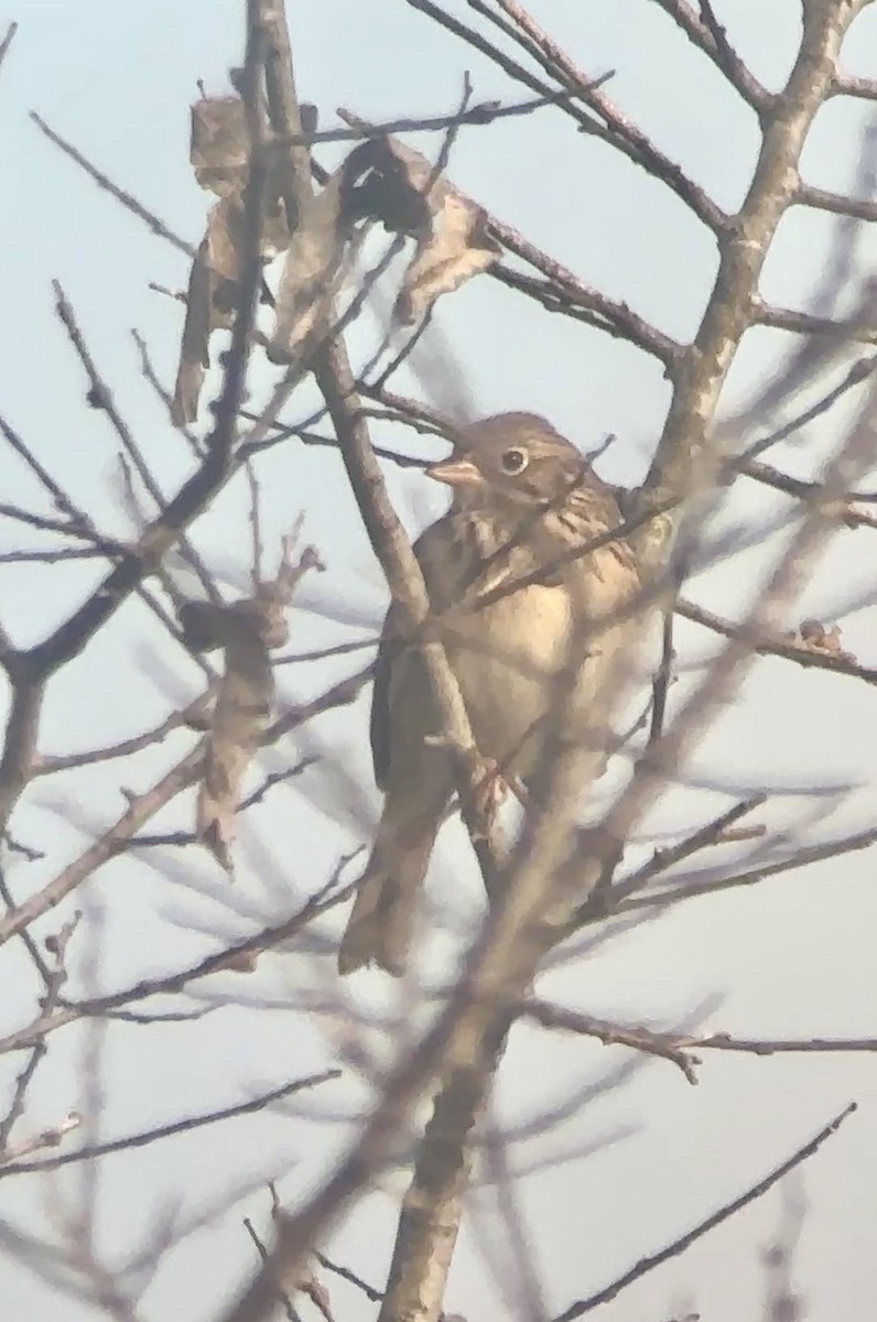 Vesper Sparrow - ML646975445