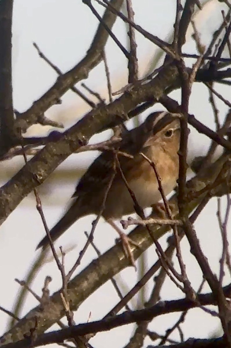 Vesper Sparrow - ML646975446