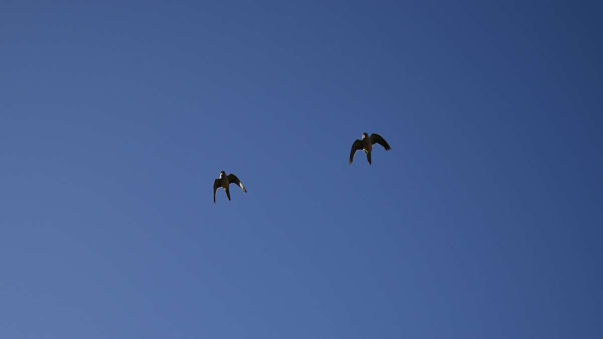 Monk Parakeet - ML646975447