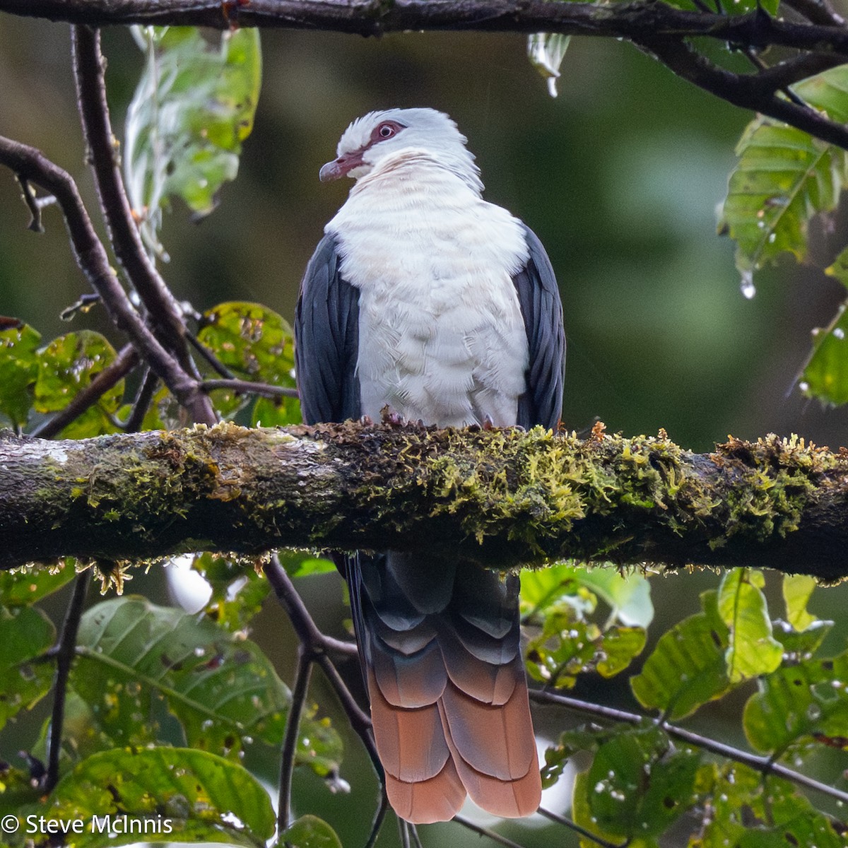 Seram Mountain-Pigeon - ML646975449