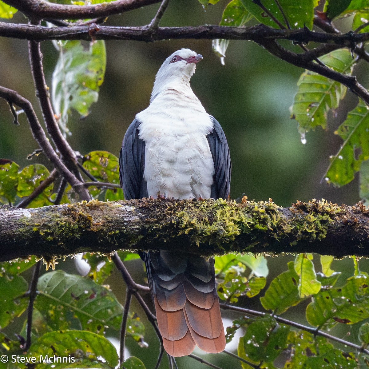 Seram Mountain-Pigeon - ML646975450