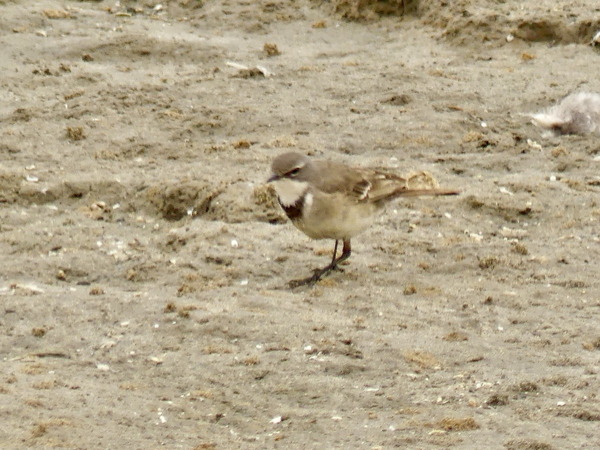 Lurmuturreko buztanikara - ML646975451