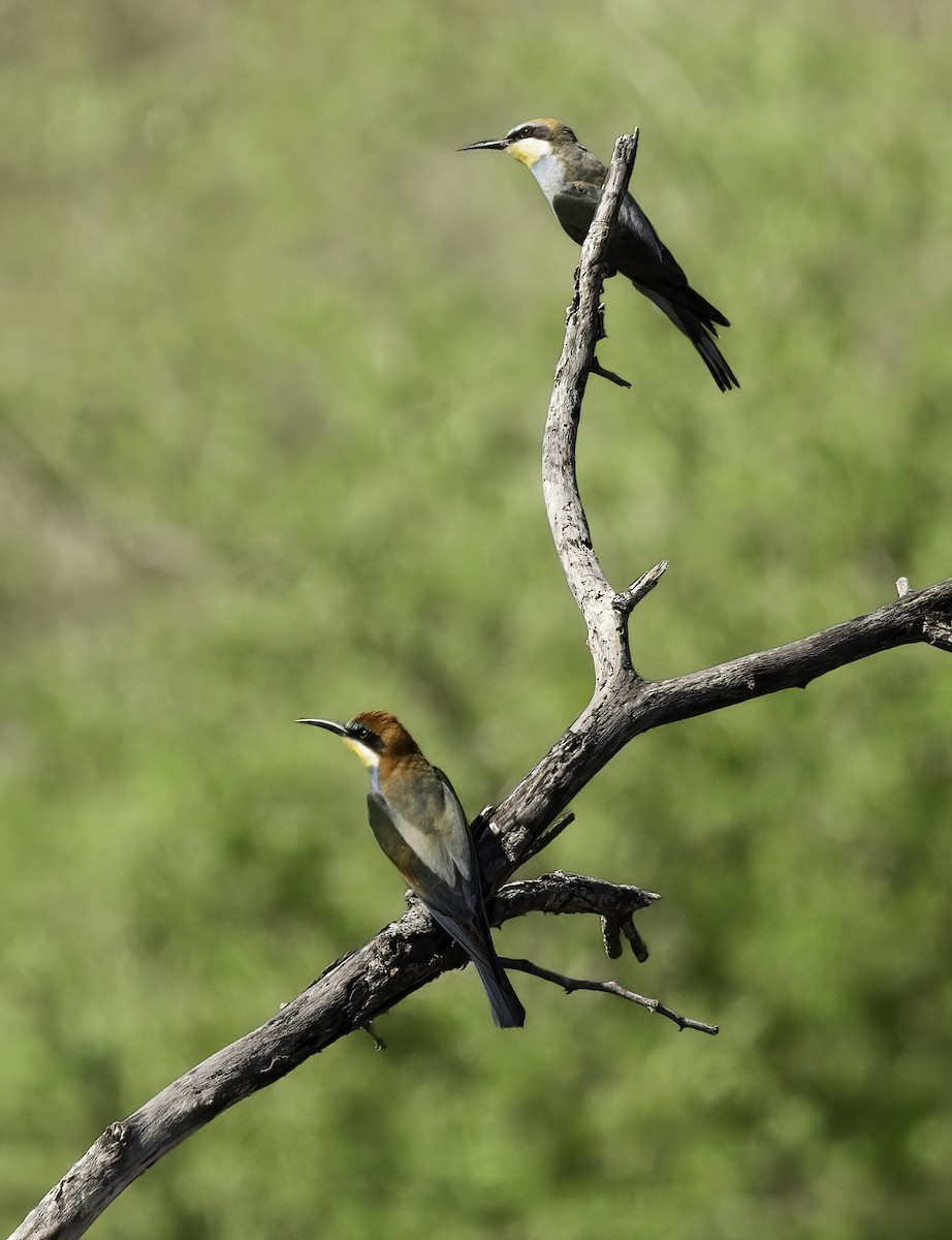 European Bee-eater - ML646975455