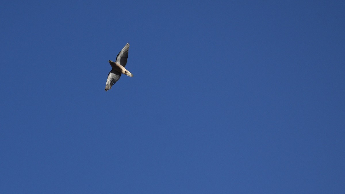 Eared Dove - ML646975461