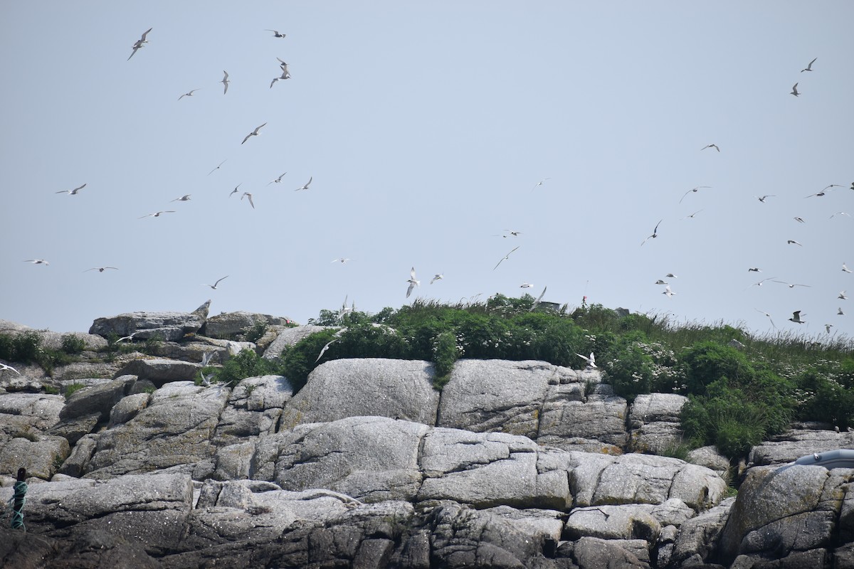 Arctic Tern - ML646975465