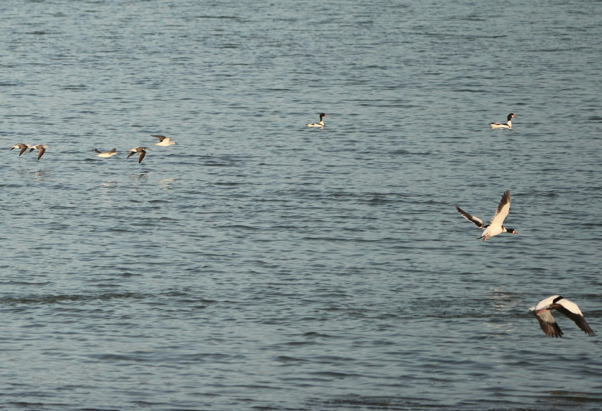 Paita arrunta - ML646975468