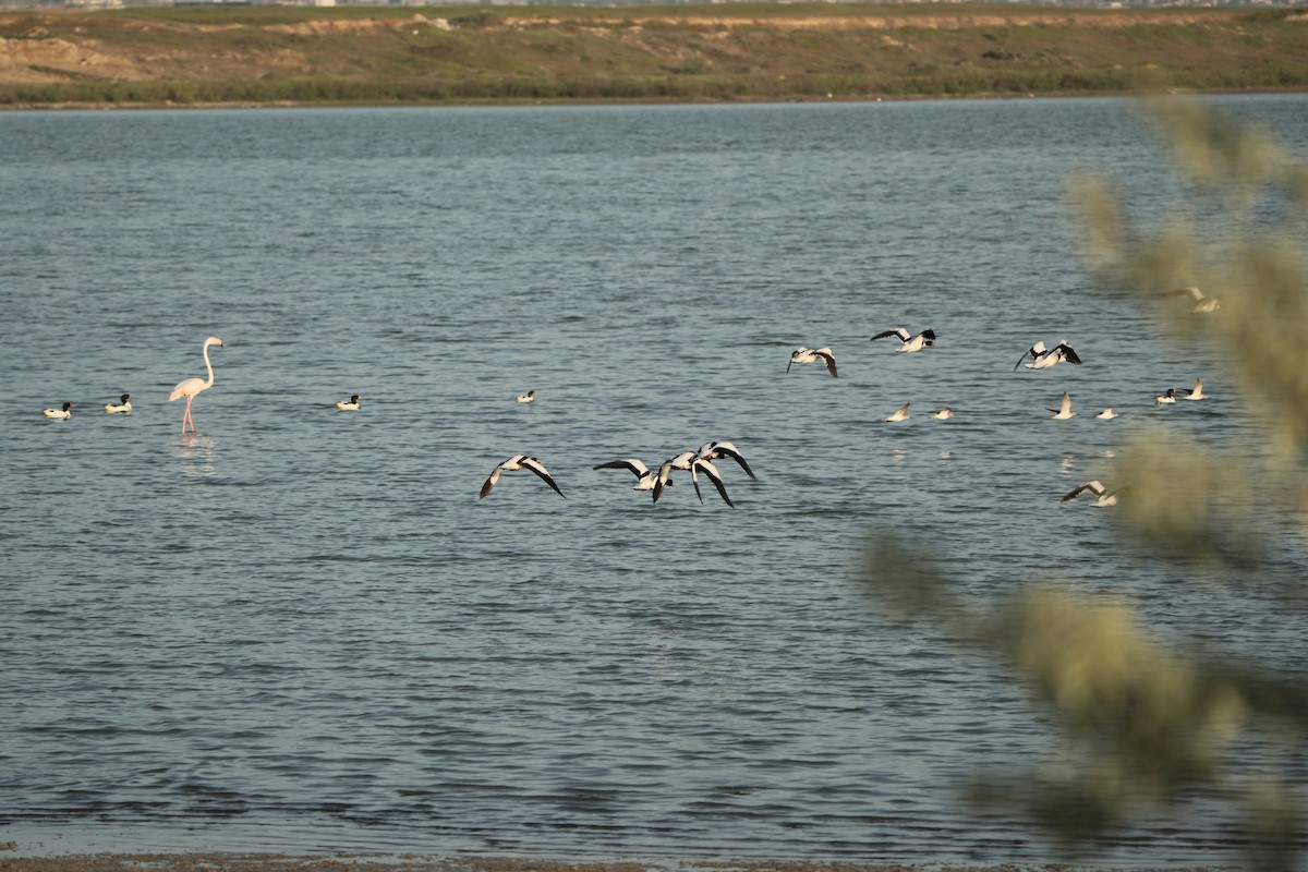 Paita arrunta - ML646975469