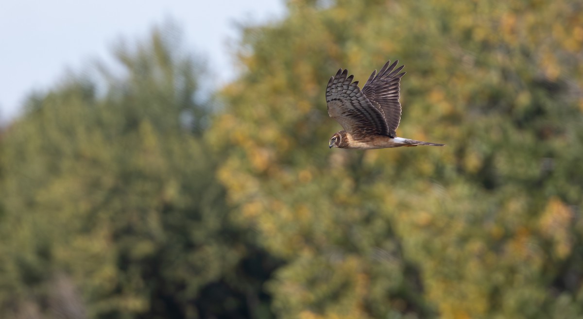 アメリカハイイロチュウヒ - ML646975472