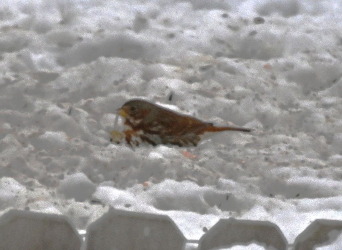 Chingolo Zorruno - ML646975473