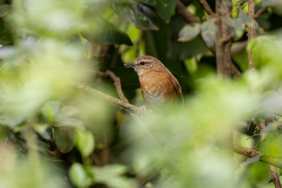 kanelsanger - ML646975475