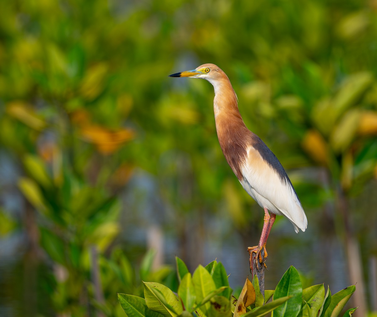 Javan Pond-Heron - ML646975478