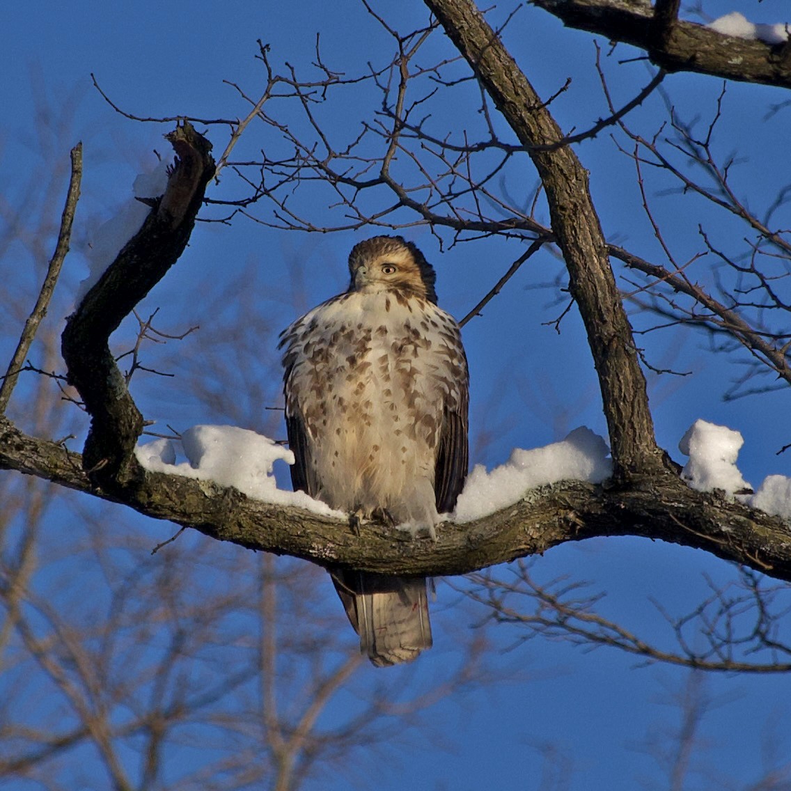 Краснохвостый канюк - ML646975482