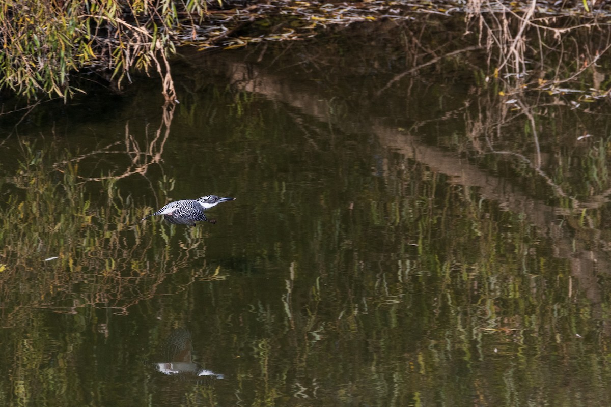 Crested Kingfisher - ML646975484