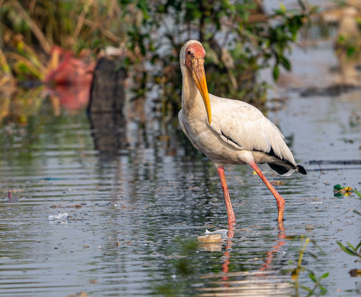 Milky Stork - ML646975488