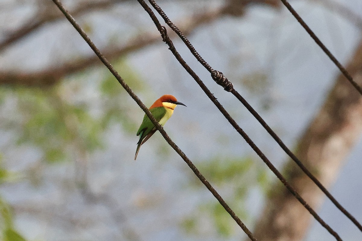 bengalbieter - ML646975489