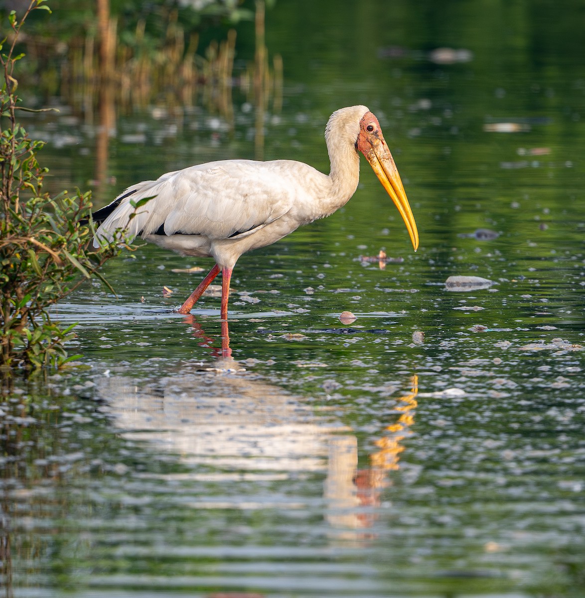 Milky Stork - ML646975492