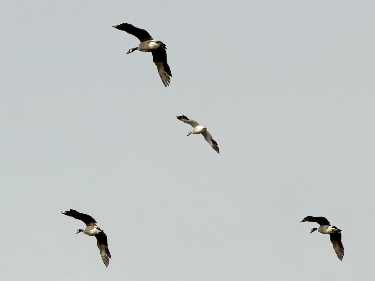 Snow Goose - ML646975493