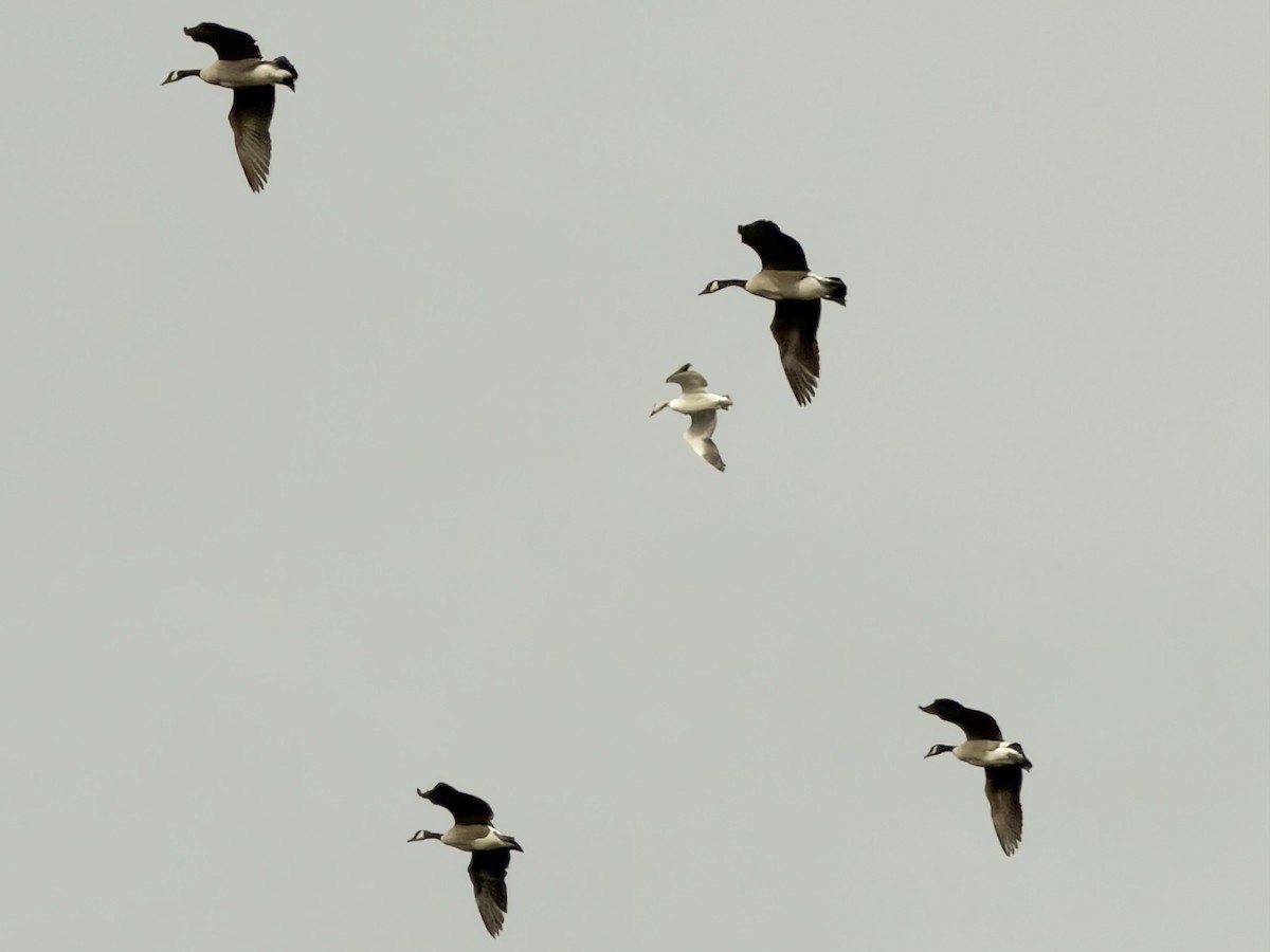 Snow Goose - ML646975494