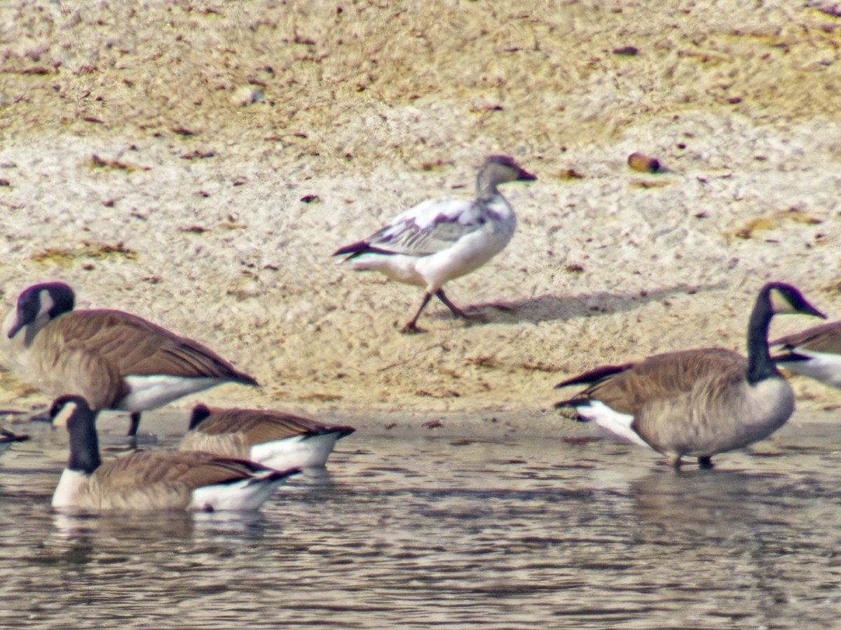 Snow Goose - ML646975495