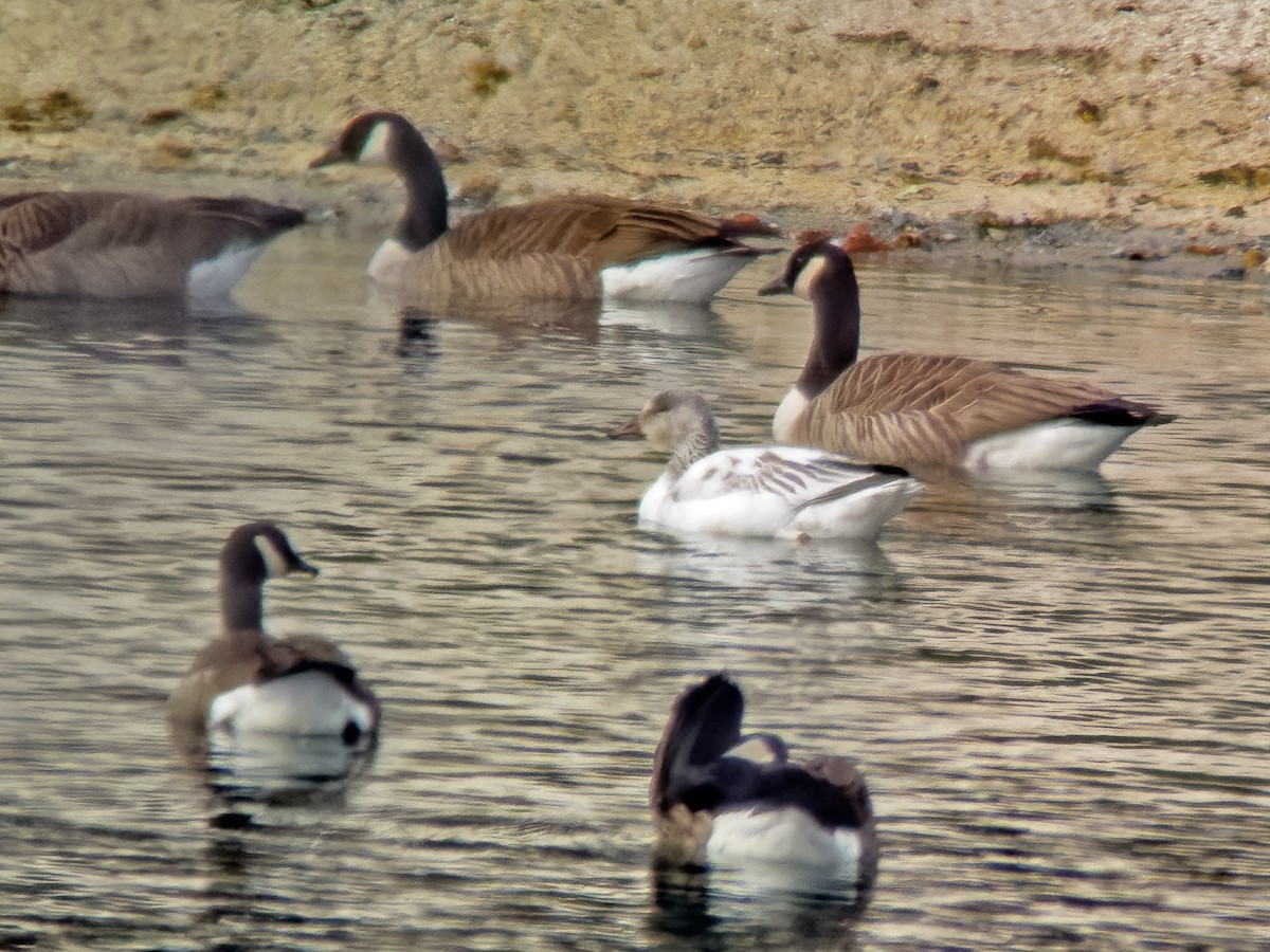 Snow Goose - ML646975496