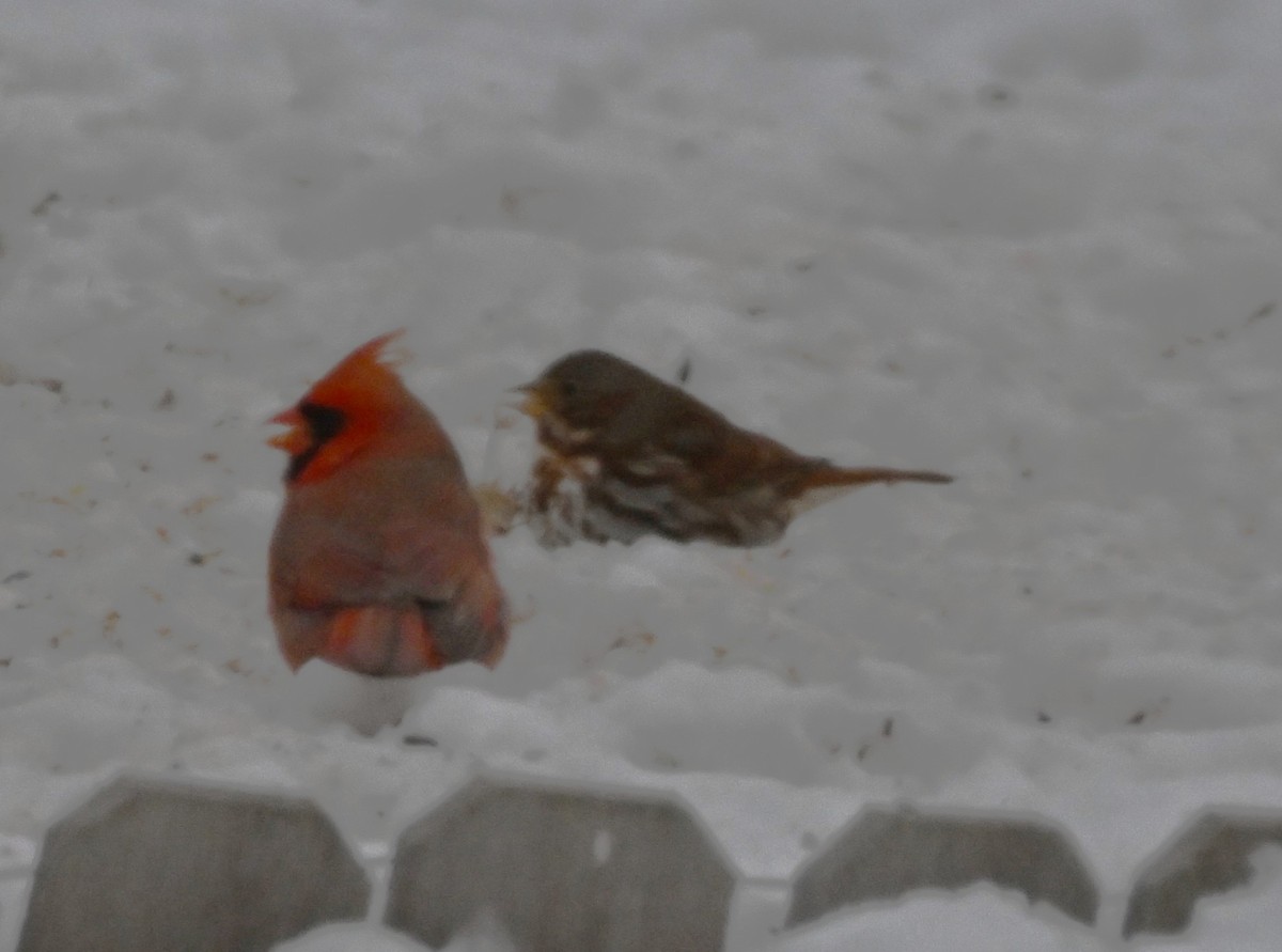 Chingolo Zorruno - ML646975498