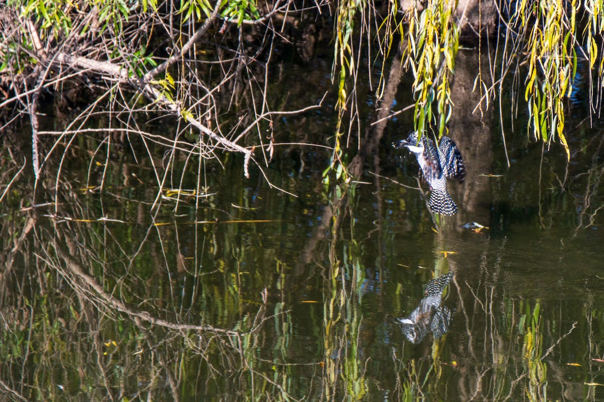 Crested Kingfisher - ML646975504