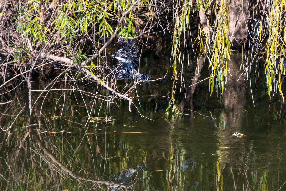 Crested Kingfisher - ML646975505
