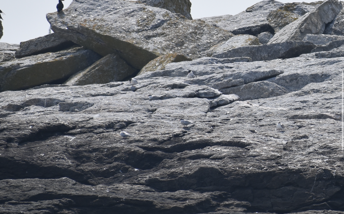 Roseate Tern - ML646975506