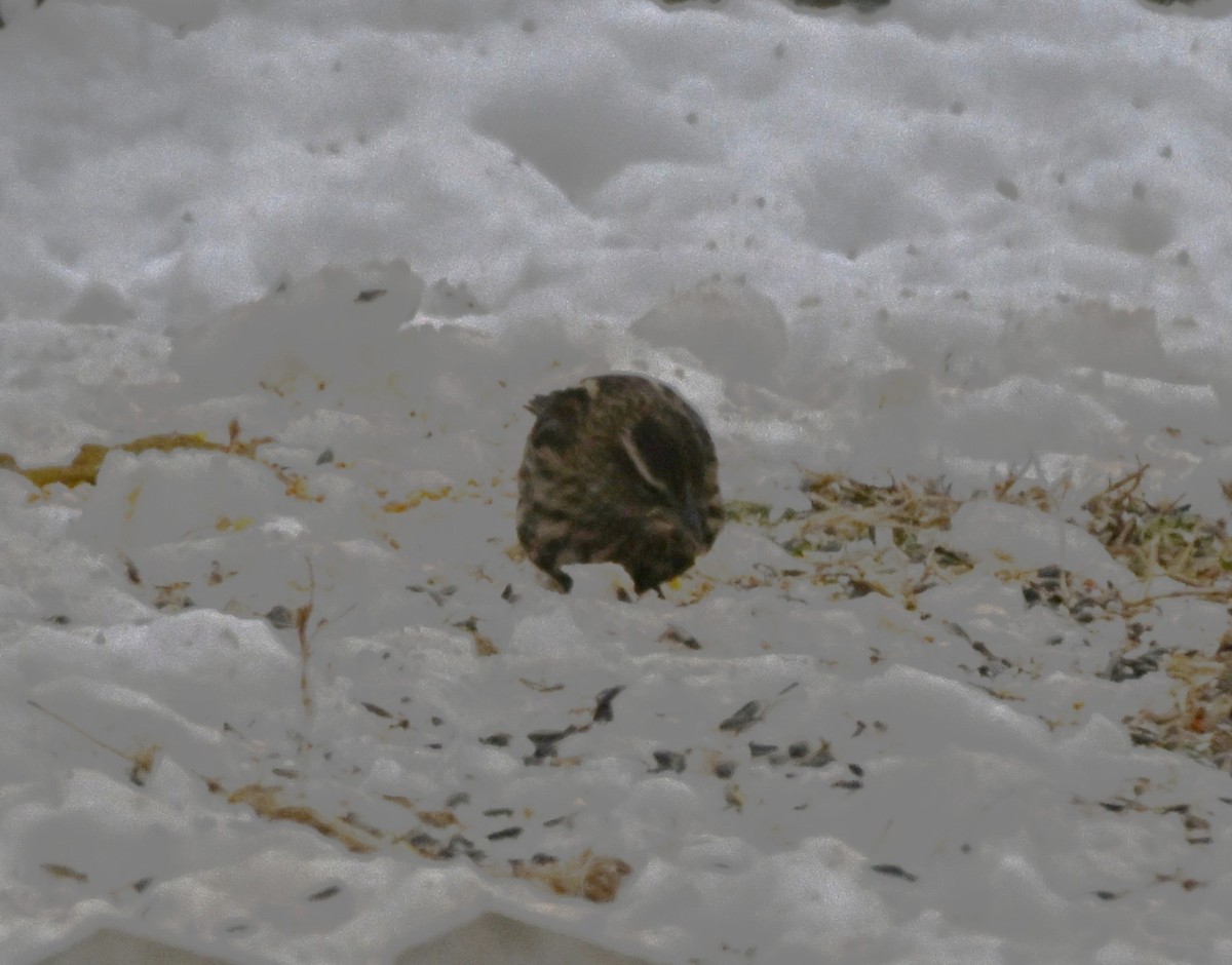 Sargento Alirrojo - ML646975514