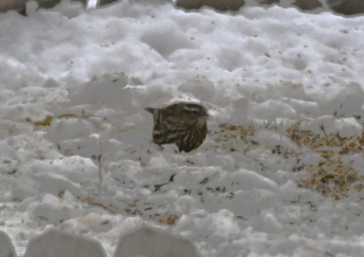 Sargento Alirrojo - ML646975519