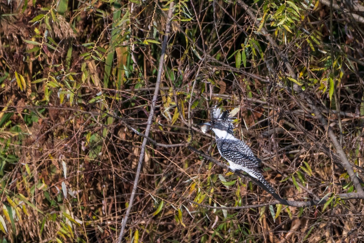 Crested Kingfisher - ML646975520