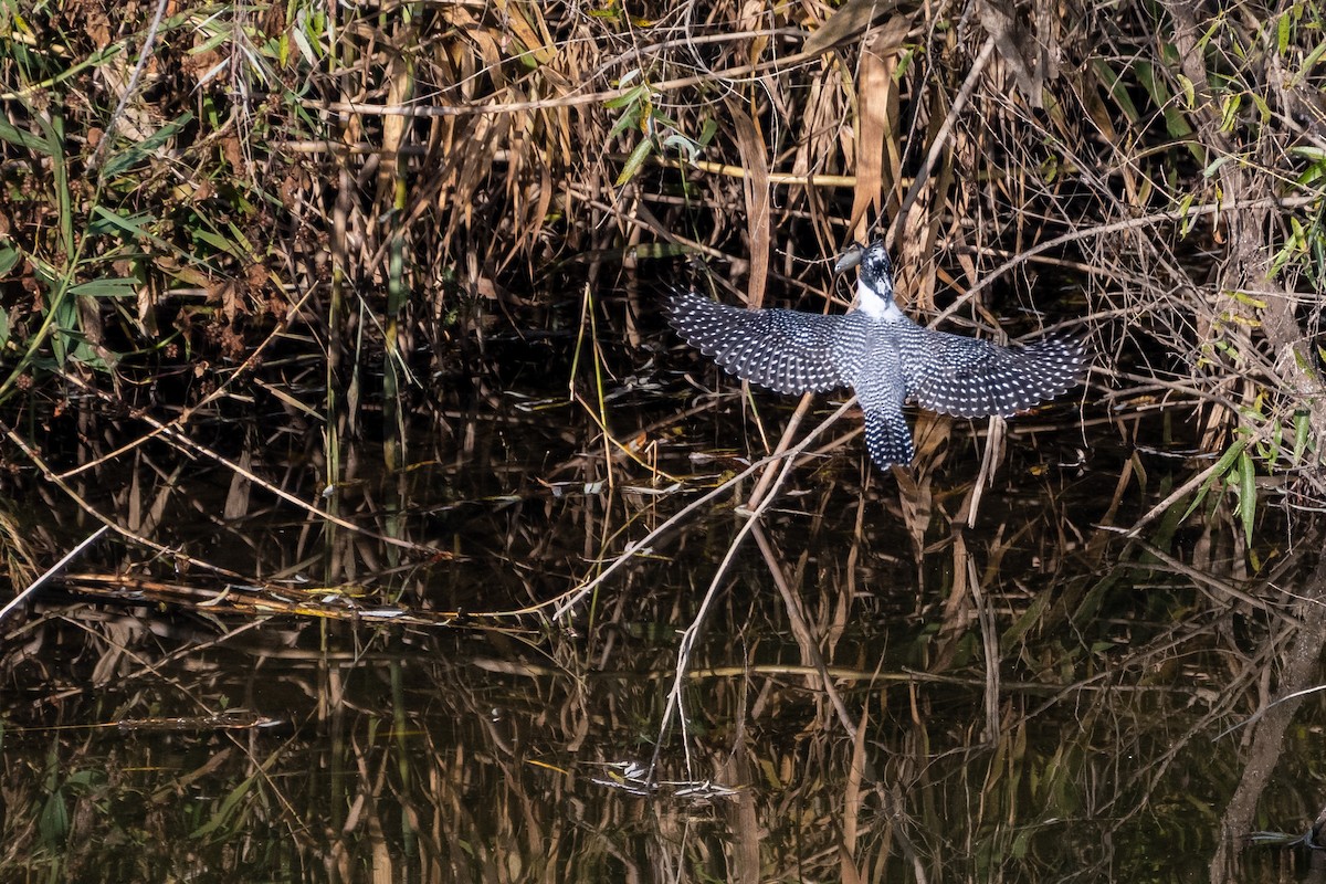 Crested Kingfisher - ML646975529