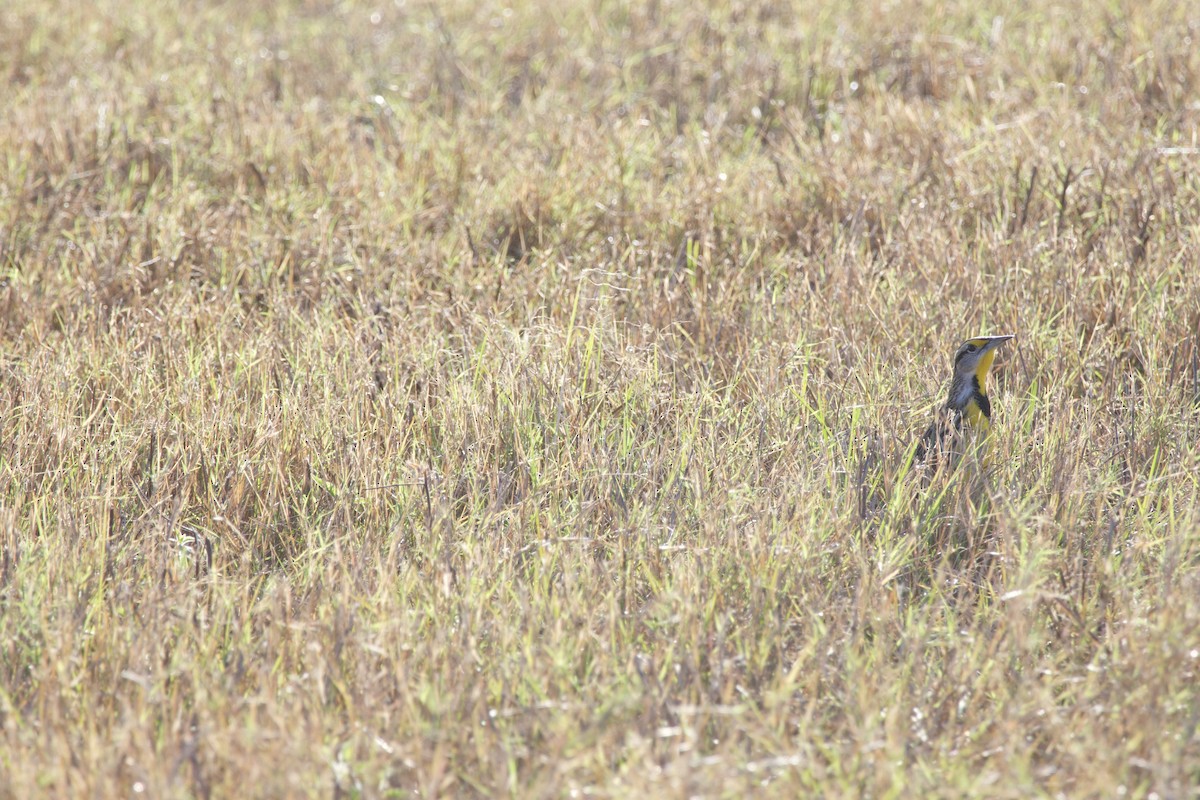 Doğulu Tarlasığırcığı - ML646975532