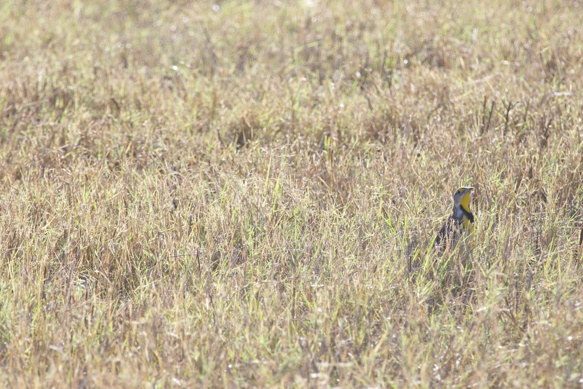 Doğulu Tarlasığırcığı - ML646975533