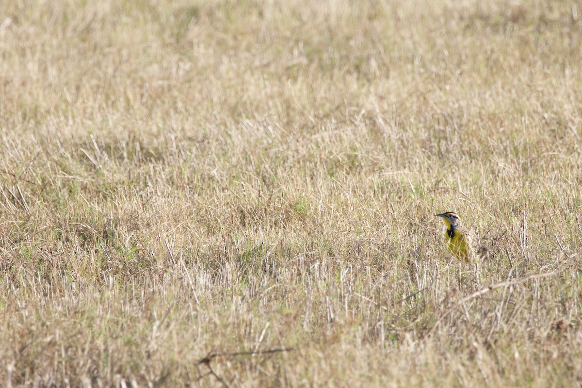 Doğulu Tarlasığırcığı - ML646975534