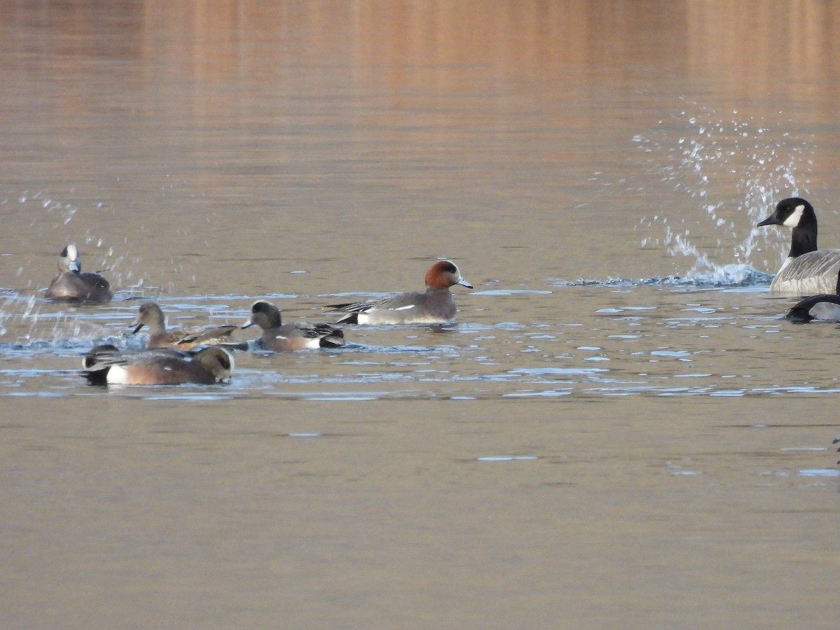 Eurasian x American Wigeon (hybrid) - ML646975541