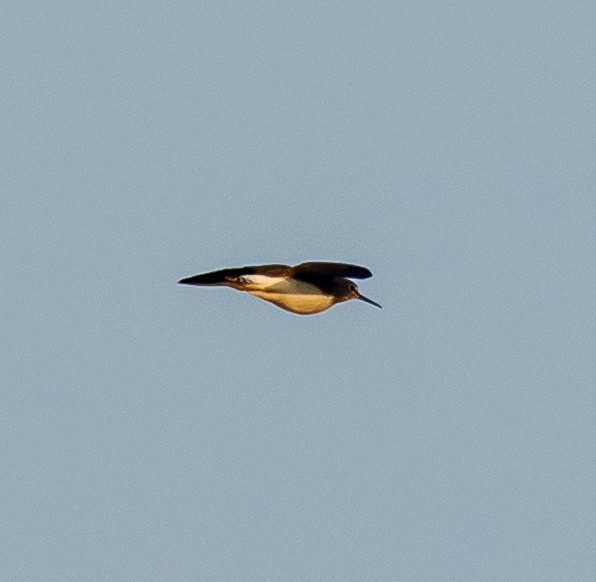 Chevalier cul-blanc - ML646975543