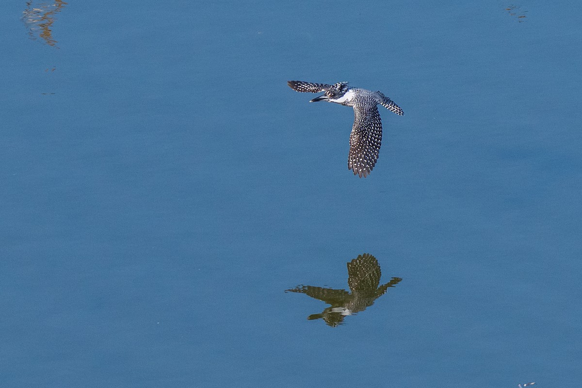Crested Kingfisher - ML646975546