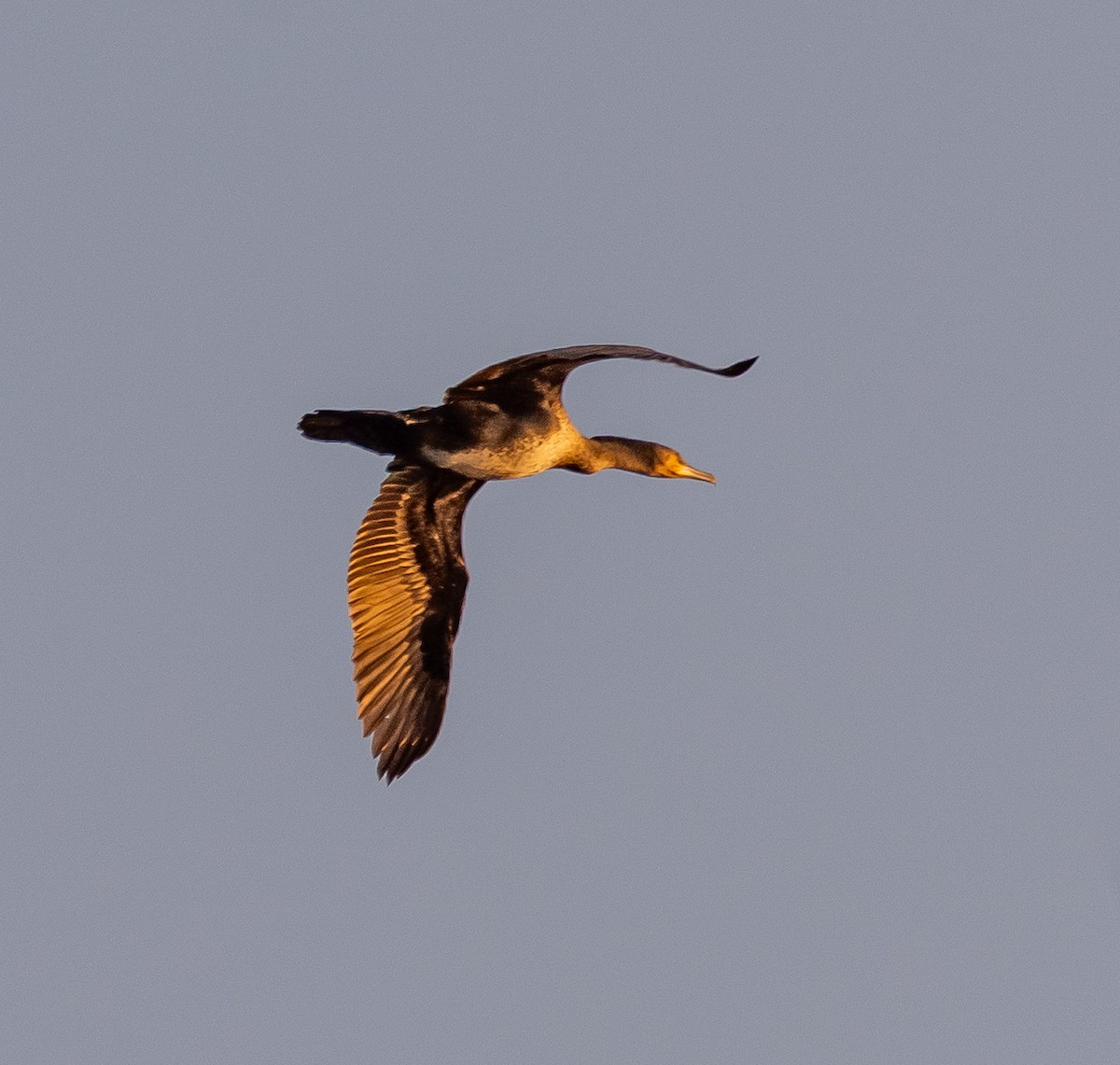 Grand Cormoran - ML646975548